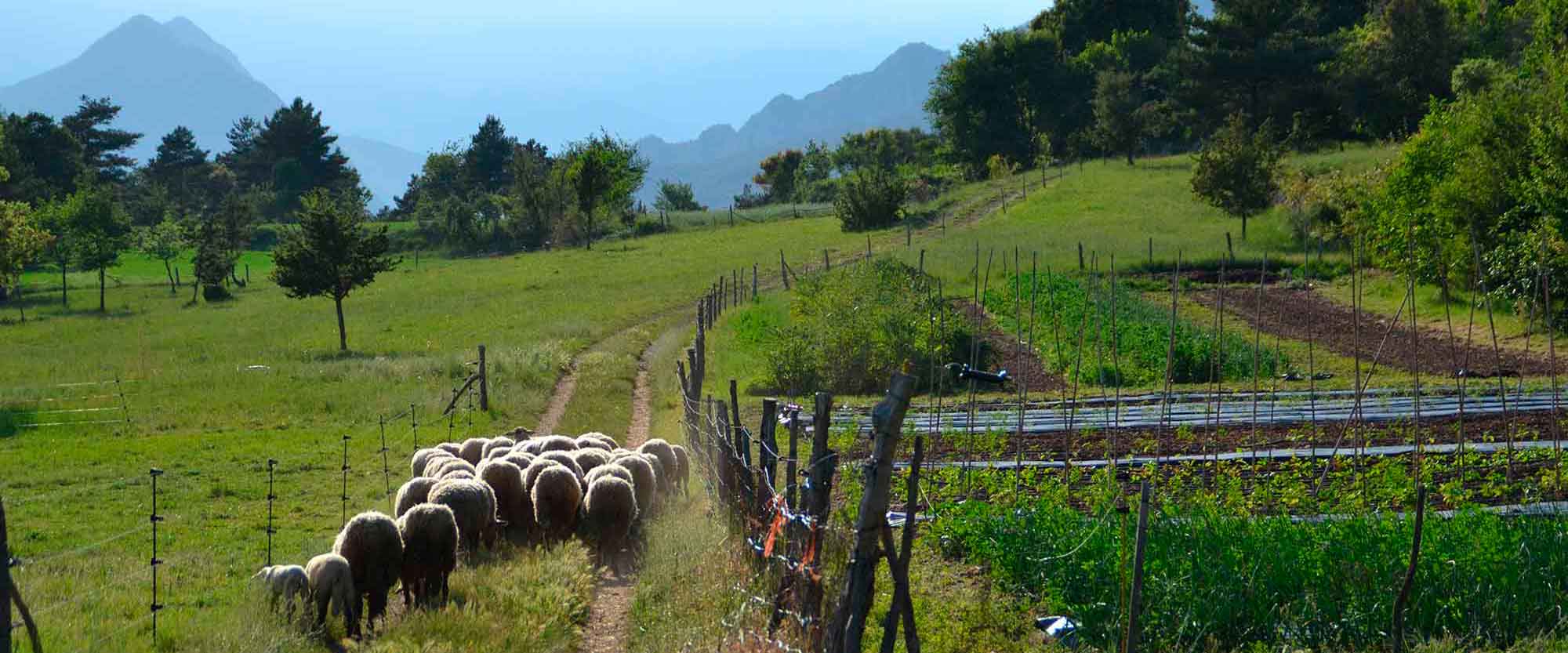 Ramat d’ovelles Què ens mou_Agroecologia i sobirania alimentaria