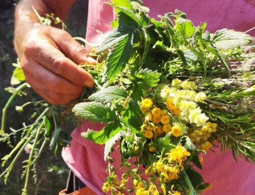 Xarxa per la Sobirania Alimentària de Catalunya Central