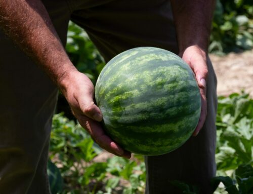 Relleu agrari a Mataró
