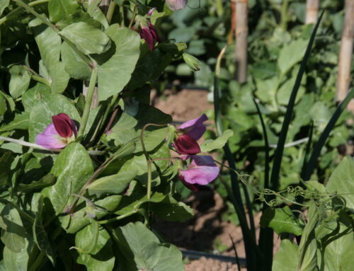 Diagnosi i Pla d’Acció per la Transició Agroecològica del Bages